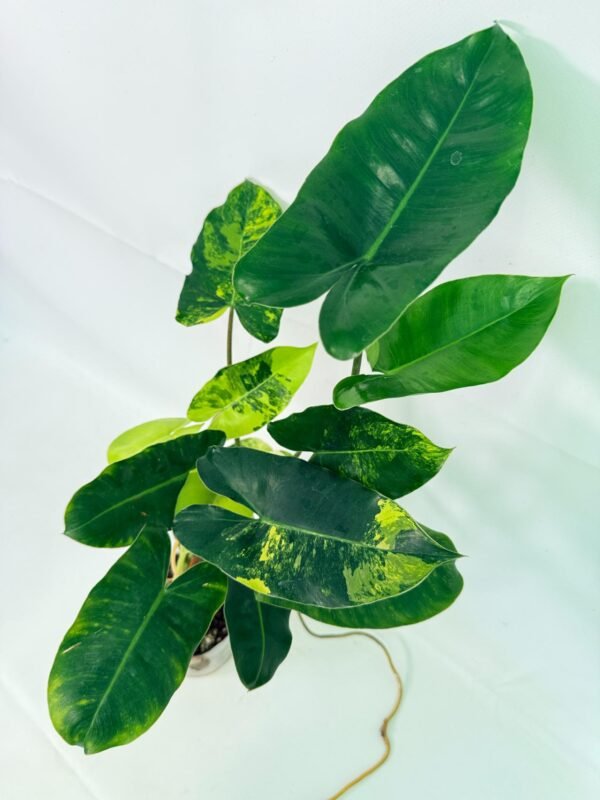 Philodendron Burle Marx Variegata – Specimen #26.25.06.18 - Image 8