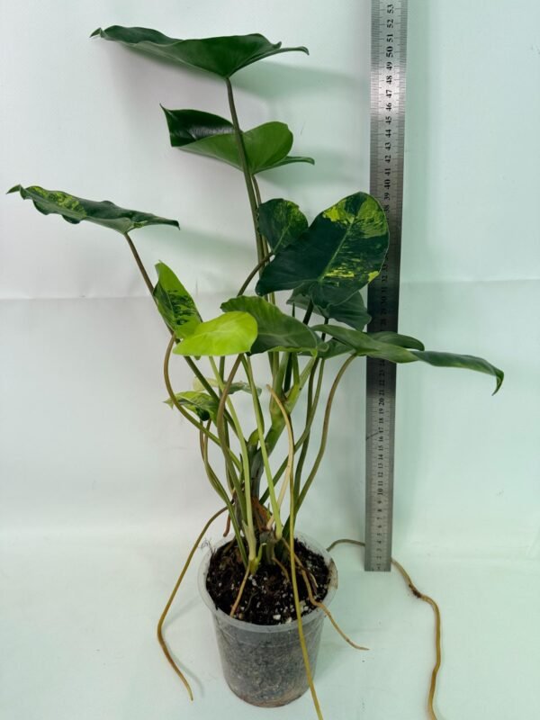 Philodendron Burle Marx Variegata – Specimen #26.25.06.18 - Image 2