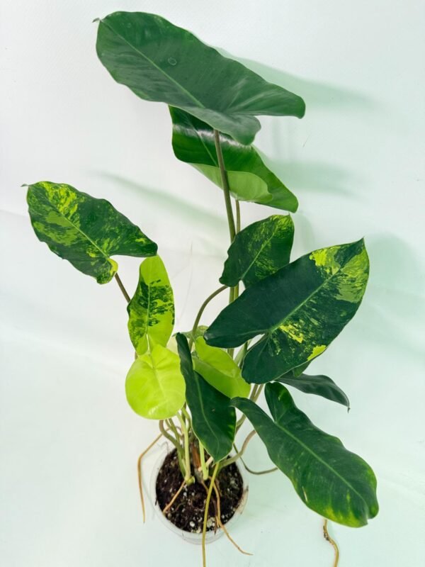 Philodendron Burle Marx Variegata – Specimen #26.25.06.18