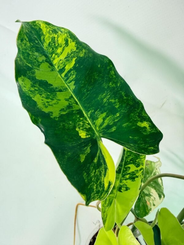 Philodendron Burle Marx Variegata – Specimen #26.25.06.18 - Image 3