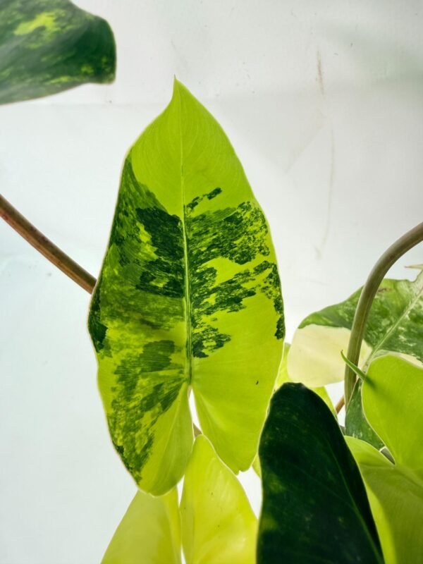 Philodendron Burle Marx Variegata – Specimen #26.25.06.18 - Image 4