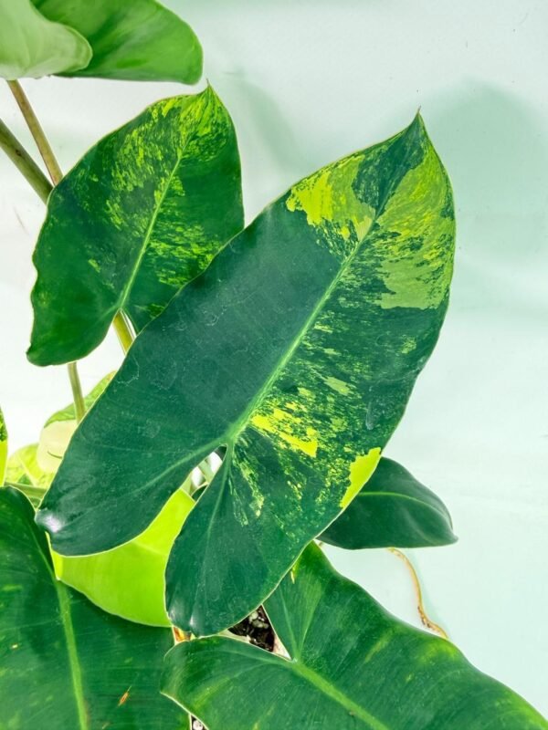 Philodendron Burle Marx Variegata – Specimen #26.25.06.18 - Image 5