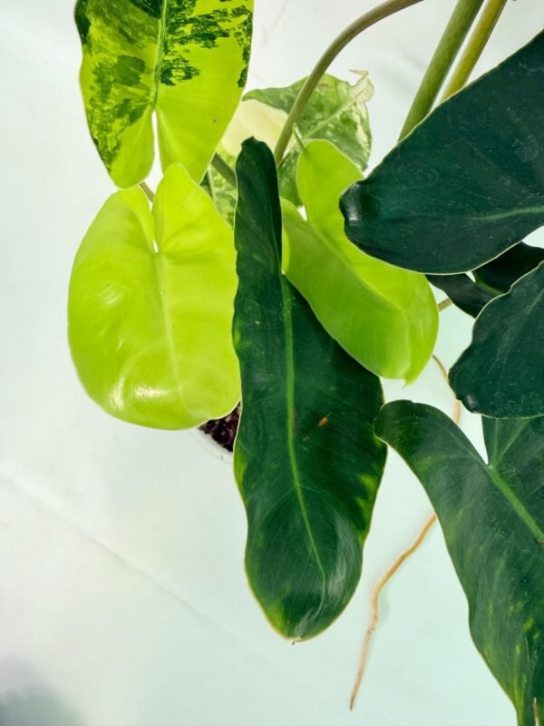 Philodendron Burle Marx Variegata – Specimen #26.25.06.18 - Image 6