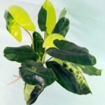 Philodendron Burle Marx Variegata – Specimen #26.25.06.19