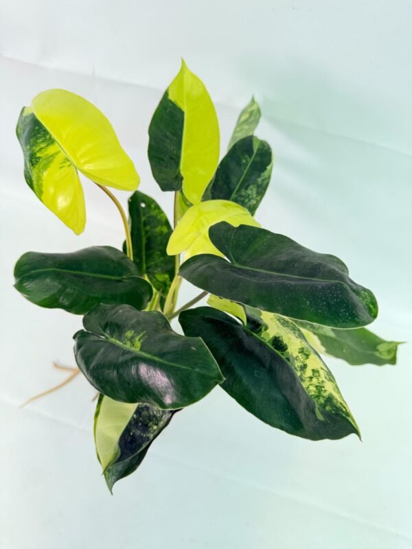 Philodendron Burle Marx Variegata – Specimen #26.25.06.19