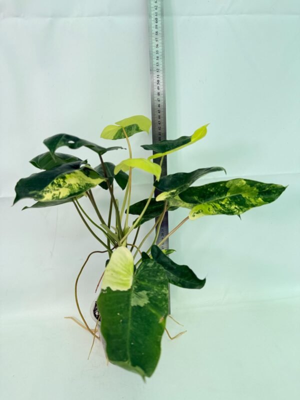 Philodendron Burle Marx Variegata – Specimen #26.25.06.19 - Image 2