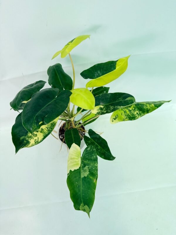 Philodendron Burle Marx Variegata – Specimen #26.25.06.19 - Image 3
