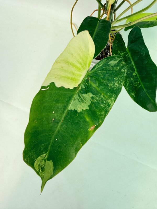 Philodendron Burle Marx Variegata – Specimen #26.25.06.19 - Image 4