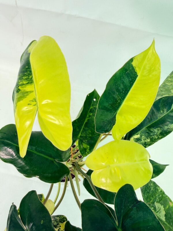 Philodendron Burle Marx Variegata – Specimen #26.25.06.19 - Image 5