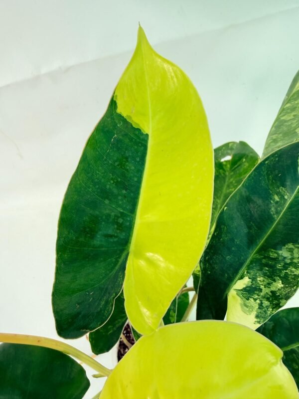 Philodendron Burle Marx Variegata – Specimen #26.25.06.19 - Image 6