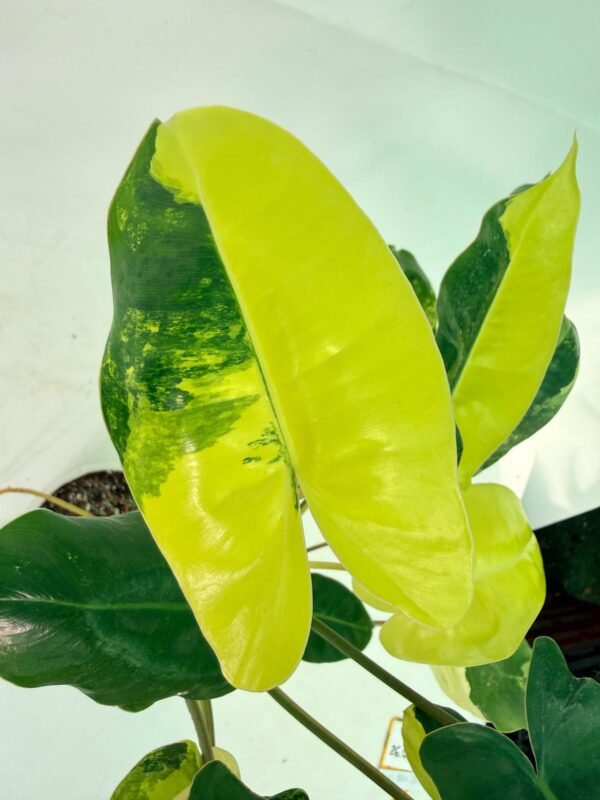 Philodendron Burle Marx Variegata – Specimen #26.25.06.19 - Image 7