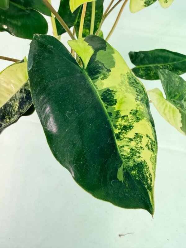 Philodendron Burle Marx Variegata – Specimen #26.25.06.19 - Image 8