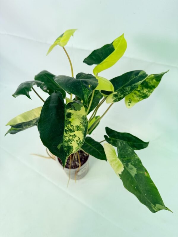 Philodendron Burle Marx Variegata – Specimen #26.25.06.19 - Image 9