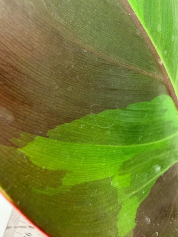 Philodendron Yellow Flame variegata – Specimen #26.06.23.21 - Image 2