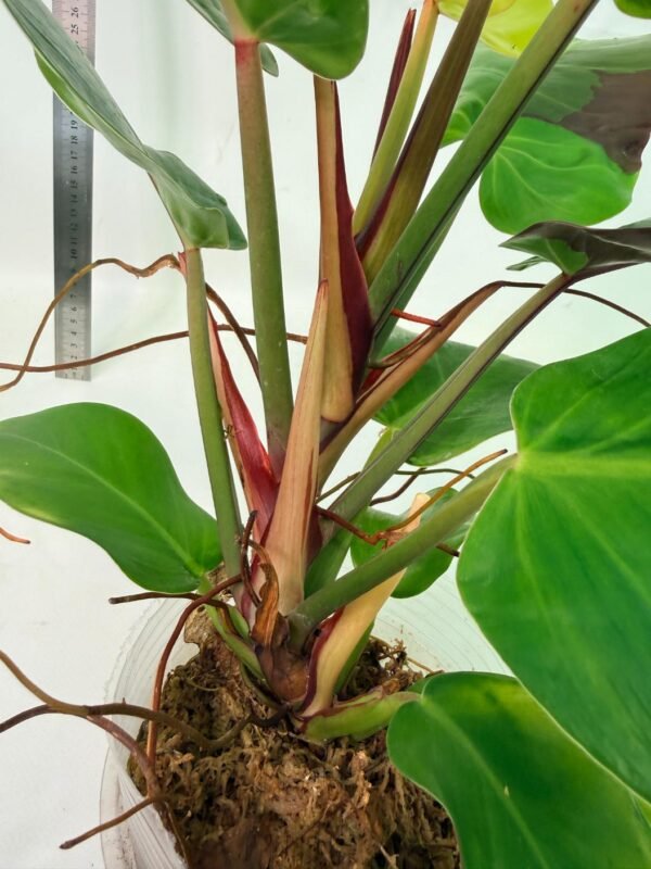 Philodendron Yellow Flame variegata – Specimen #26.06.23.21 - Image 10