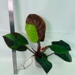Philodendron Yellow Flame variegata – Specimen #26.06.23.21