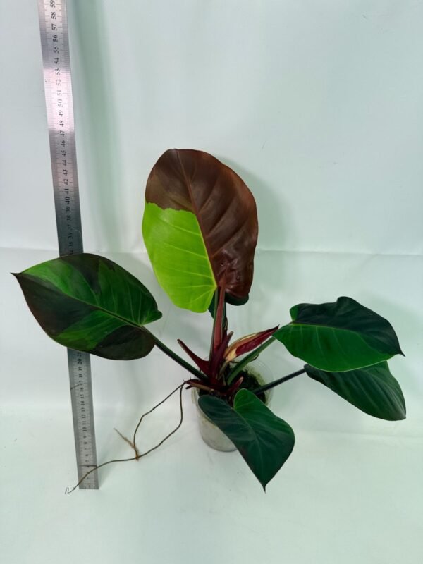 Philodendron Yellow Flame variegata – Specimen #26.06.23.21