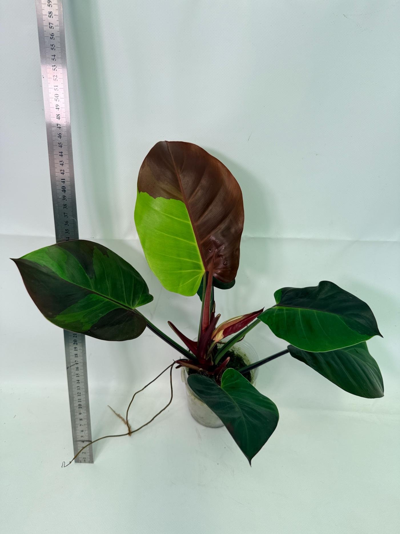 Rare Philodendron Variegata