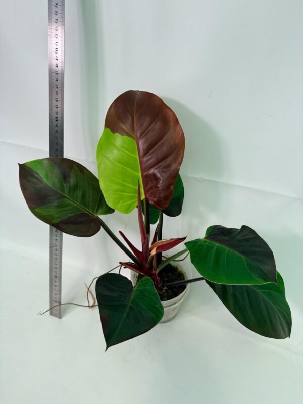 Philodendron Yellow Flame variegata – Specimen #26.06.23.21 - Image 11
