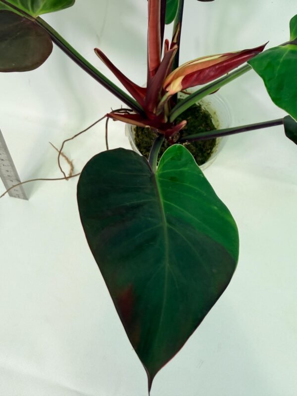 Philodendron Yellow Flame variegata – Specimen #26.06.23.21 - Image 12