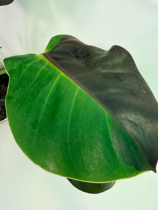 Philodendron Yellow Flame variegata – Specimen #26.06.23.21 - Image 13