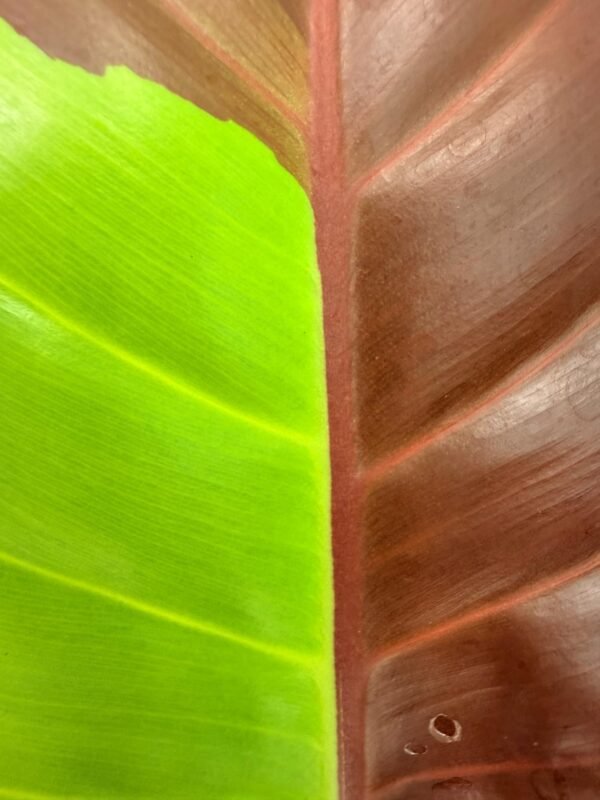 Philodendron Yellow Flame variegata – Specimen #26.06.23.21 - Image 14