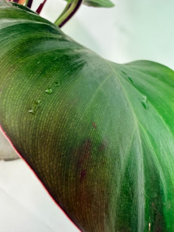 Philodendron Yellow Flame variegata – Specimen #26.06.23.21 - Image 4