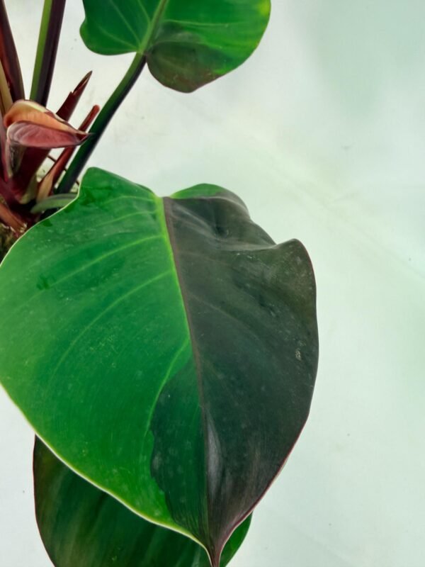 Philodendron Yellow Flame variegata – Specimen #26.06.23.21 - Image 5