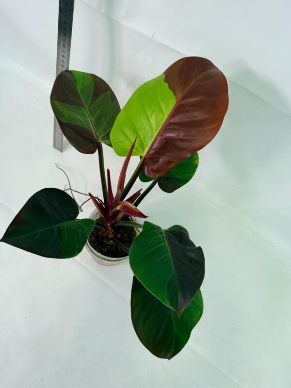 Philodendron Yellow Flame variegata – Specimen #26.06.23.21 - Image 6