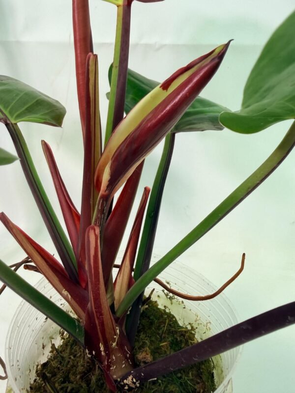 Philodendron Yellow Flame variegata – Specimen #26.06.23.21 - Image 3