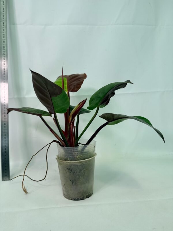 Philodendron Yellow Flame variegata – Specimen #26.06.23.21 - Image 7