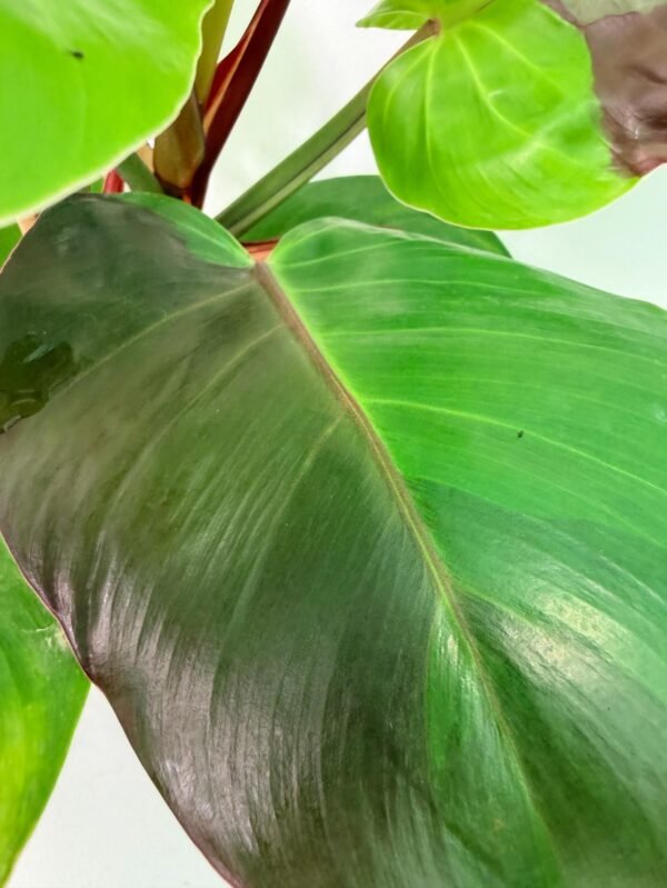 Philodendron Yellow Flame variegata – Specimen #26.06.23.21 - Image 8