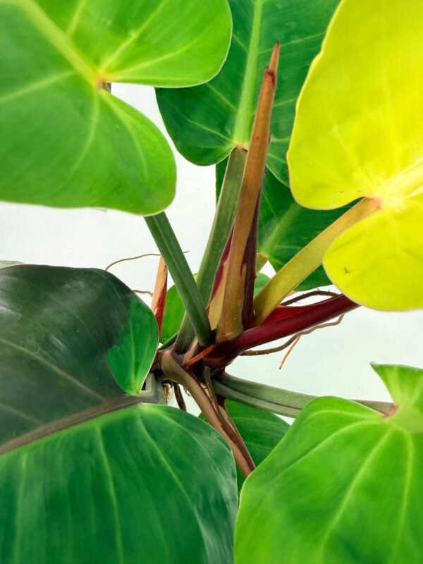 Philodendron Yellow Flame variegata – Specimen #26.06.23.21 - Image 9