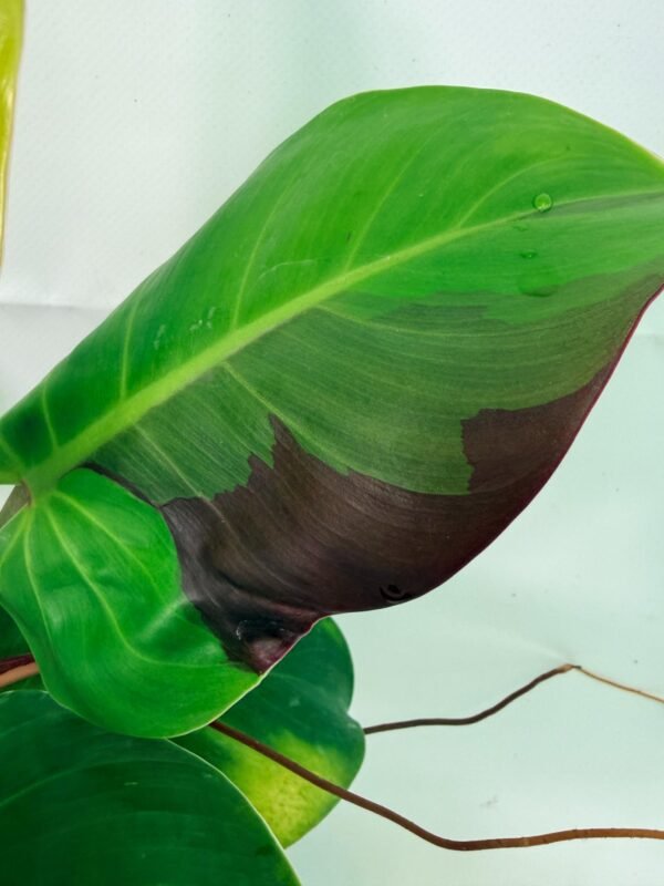 Philodendron Yellow Flame variegata – Specimen #26.06.23.22 - Image 10