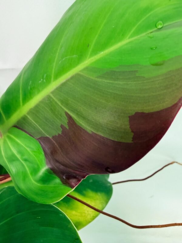Philodendron Yellow Flame variegata – Specimen #26.06.23.22 - Image 5