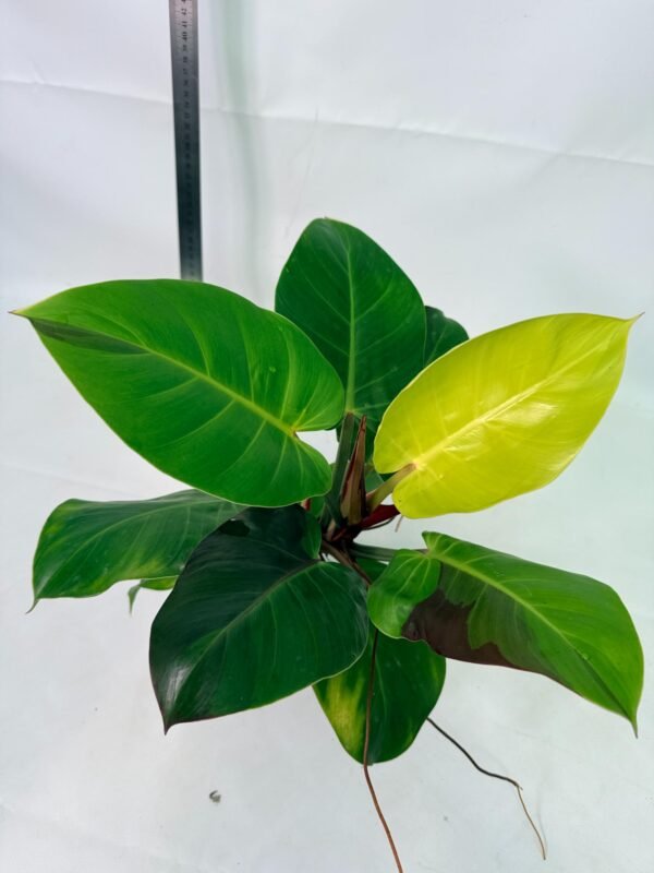 Philodendron Yellow Flame variegata – Specimen #26.06.23.22 - Image 11