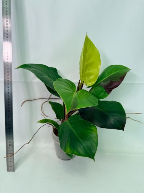 Philodendron Yellow Flame variegata – Specimen #26.06.23.22 - Image 7