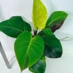 Philodendron Yellow Flame variegata – Specimen #26.06.23.22