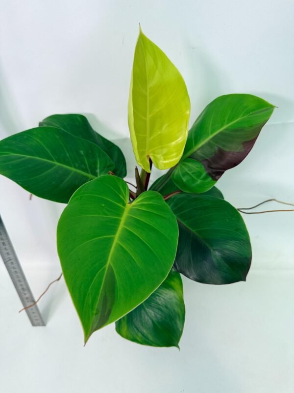 Philodendron Yellow Flame variegata – Specimen #26.06.23.22