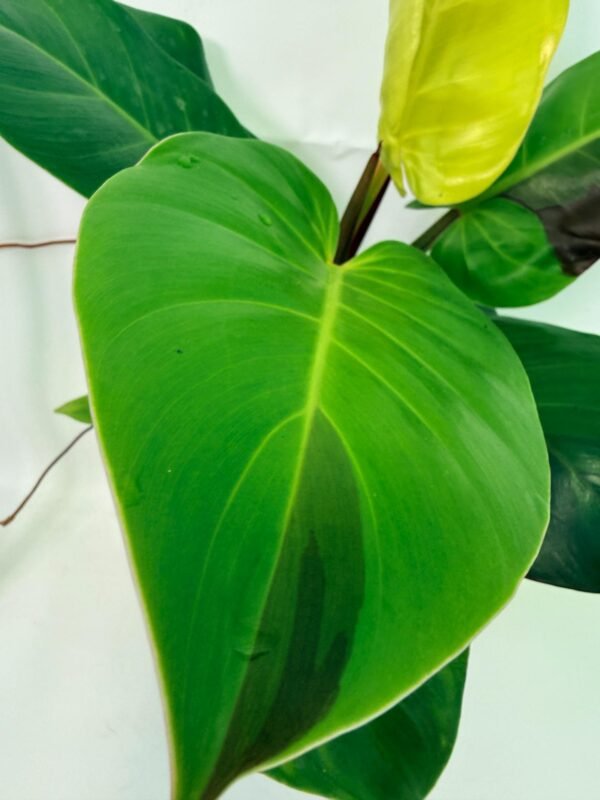 Philodendron Yellow Flame variegata – Specimen #26.06.23.22 - Image 4