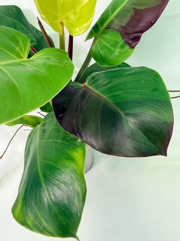 Philodendron Yellow Flame variegata – Specimen #26.06.23.22 - Image 3