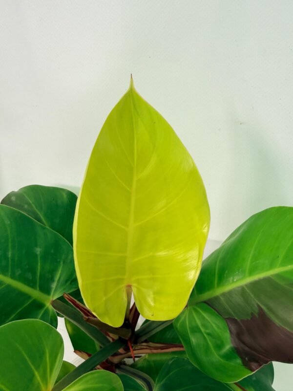 Philodendron Yellow Flame variegata – Specimen #26.06.23.22 - Image 9
