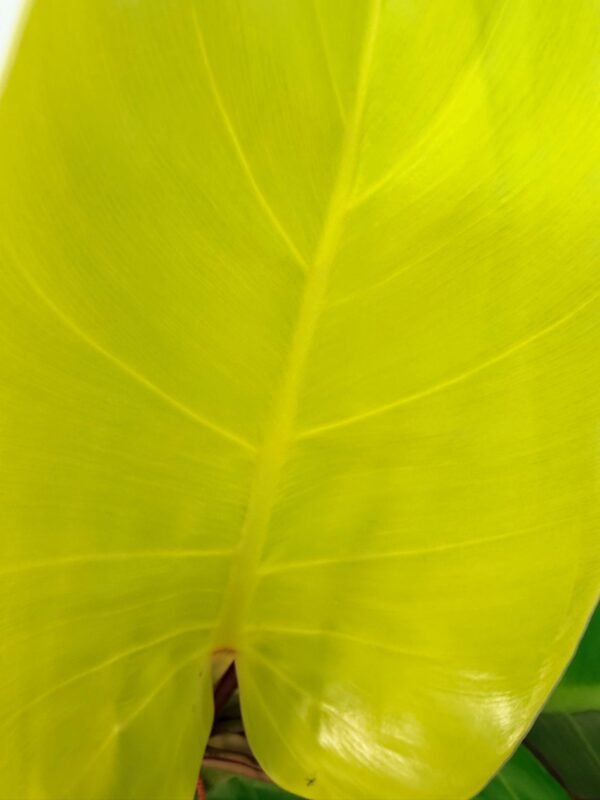 Philodendron Yellow Flame variegata – Specimen #26.06.23.22 - Image 2